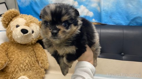 成約済の兵庫県のポメチワ:ポメラニアン×チワワ-348663の8枚目